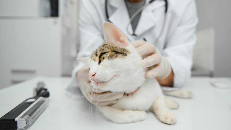 feline herpesvirus; a cat is examined by their vet for feline herpesvirus 1.